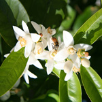 oliveblossom