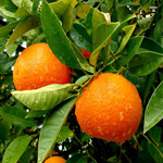orangeleaf