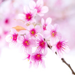 peachblossom
