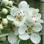 pearblossom