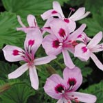 pelargonium