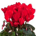 redcyclamen