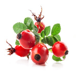 rosehip