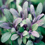 sage