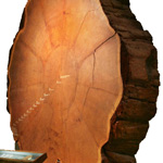 sequoia