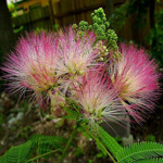 silkwoodblossom