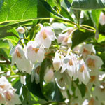 styrax
