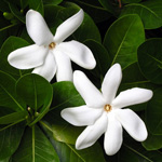 tahitiantiareflower