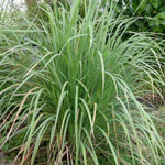 tahitianvetiver