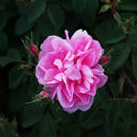 taifrose