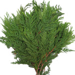 texascedar