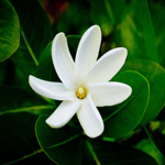 tiareflower