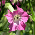 tobaccoblossom