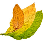 tobaccoleaf