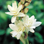 tuberose