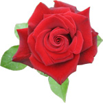 turkishrose