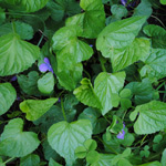 violetleaf