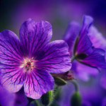 violetroot