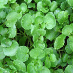 watercress