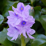waterhyacinth