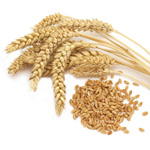 wheat