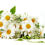 whiteflowers