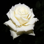 whiterose