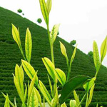 whitetea