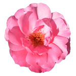 wildrose