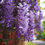 wisteria