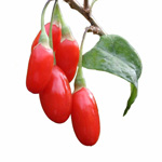 wolfberry